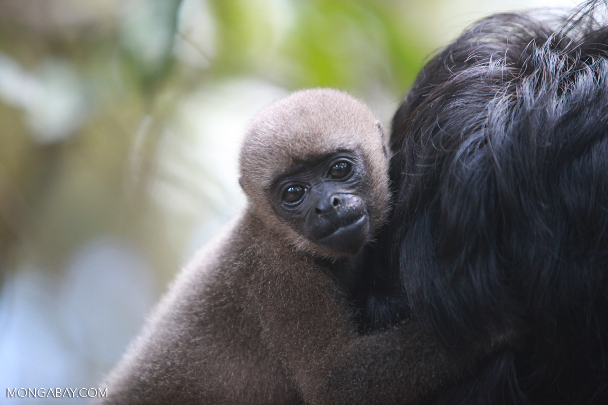 Common woolly monkey at a rehabiltiation center for animals once