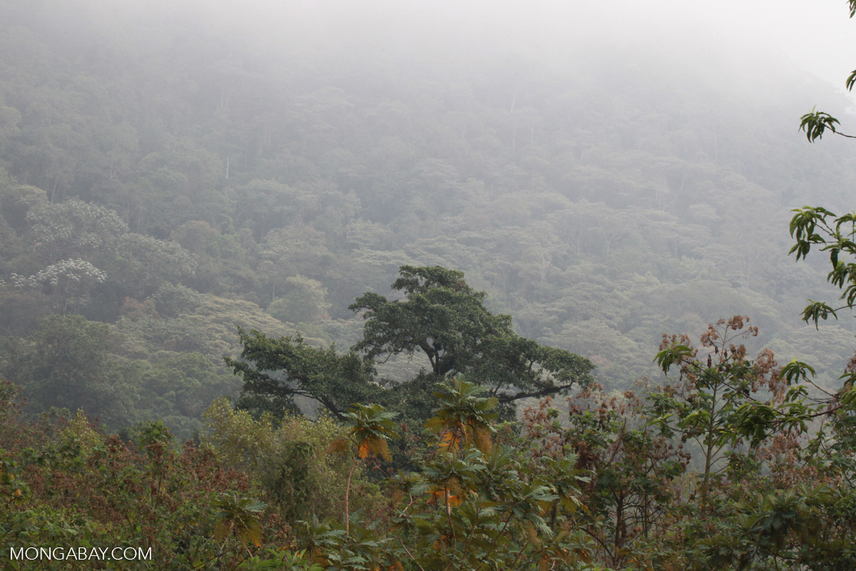 Cloud forest of Chicaque [colombia_1670]