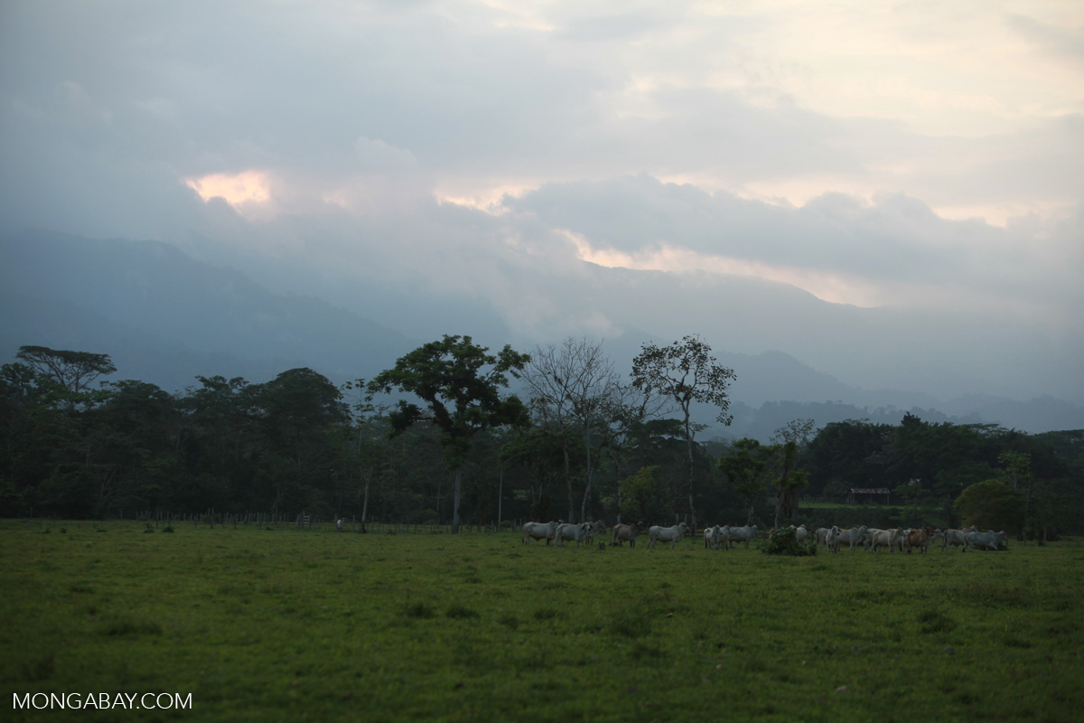 Sunset over a cattle ranch in Colombia [colombia_2299]