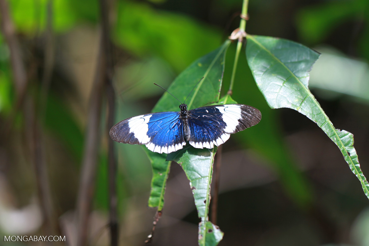 Blue, yellow, and black butterfly [colombia_2609]