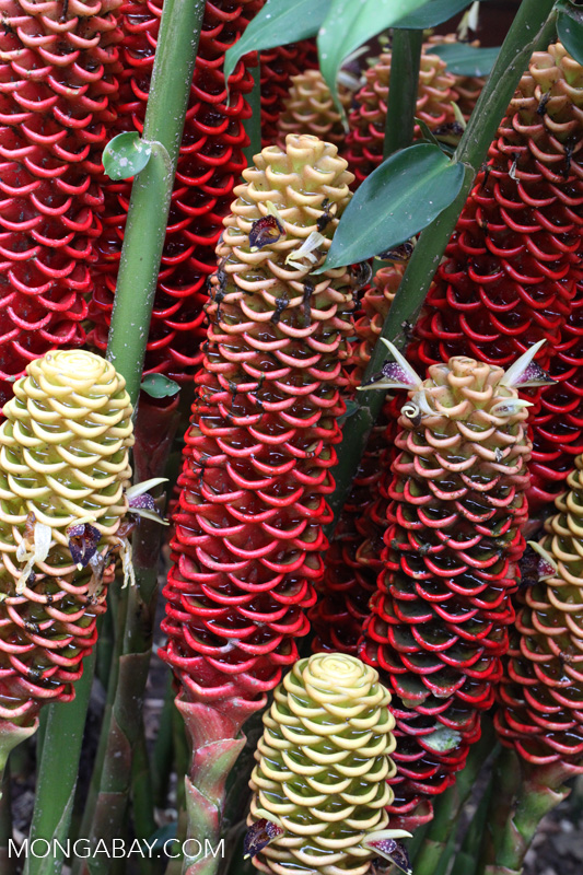 Ginger combs [colombia_3681]