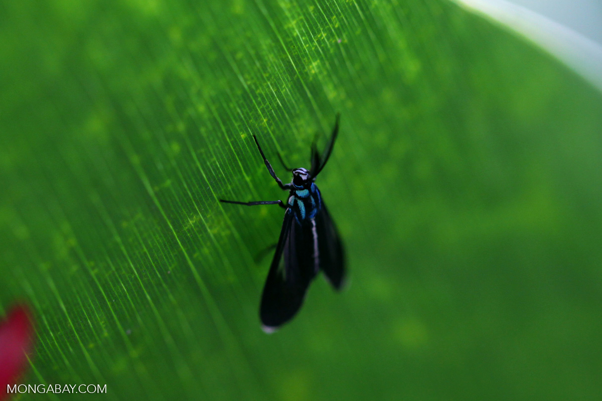 Black and turquoise moth [colombia_3790]