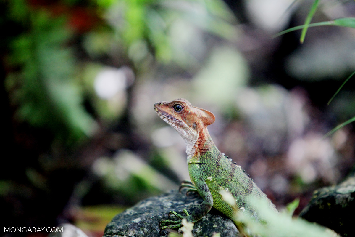 Red-headed basilisk [colombia_4112]