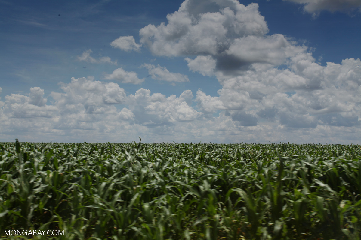 Corn in Colombia [colombia_4515]