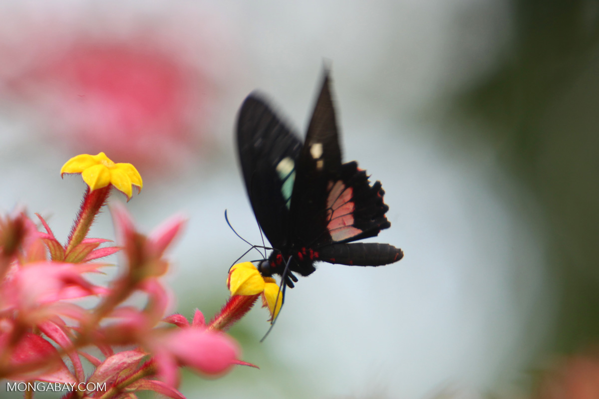Butterfly [colombia_5207]