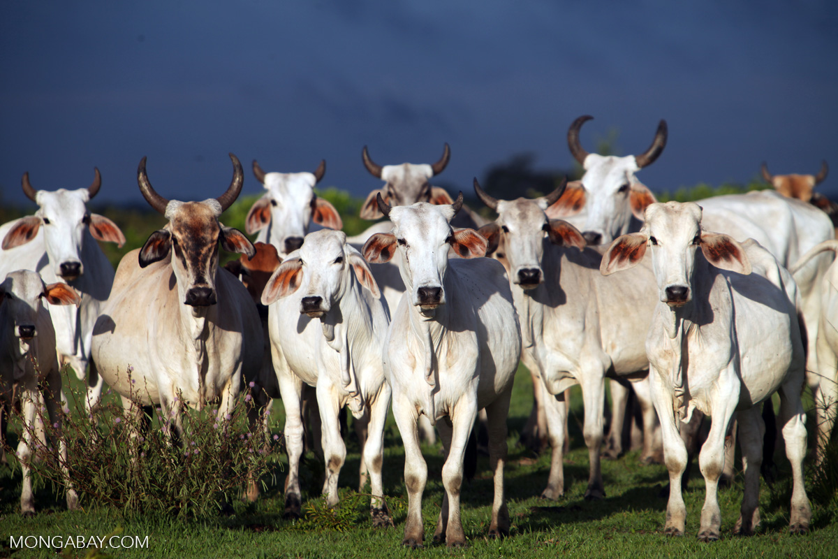 Cattle colombia 5770 