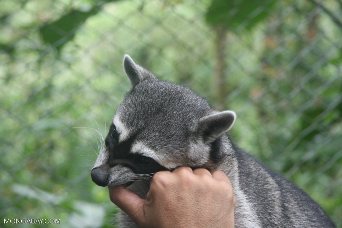 Crab-eating Raccoon (Procyon cancrivorus) in a rehabilitation center