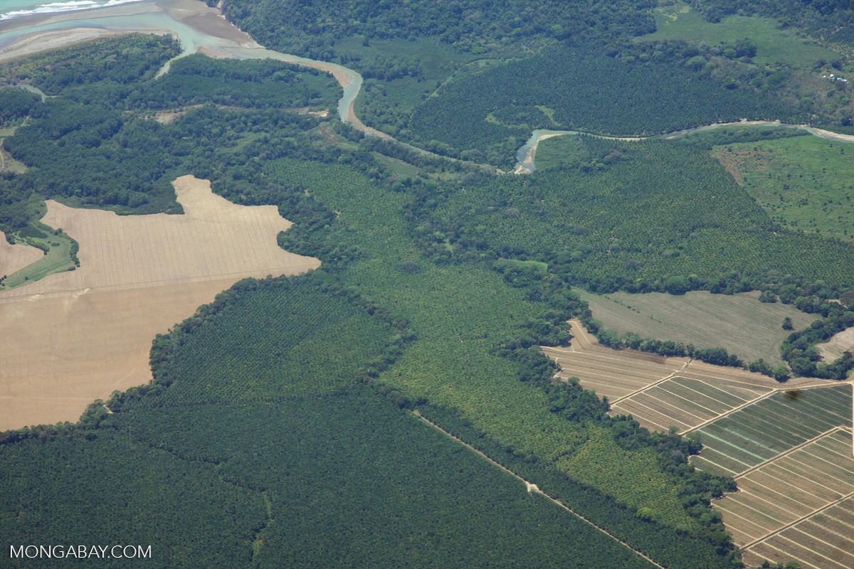Aerial view of oil palm plantations near Quepos