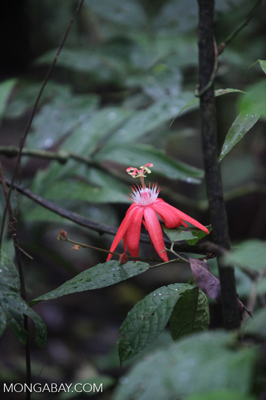 Red passion vine flower [costarica_0734]