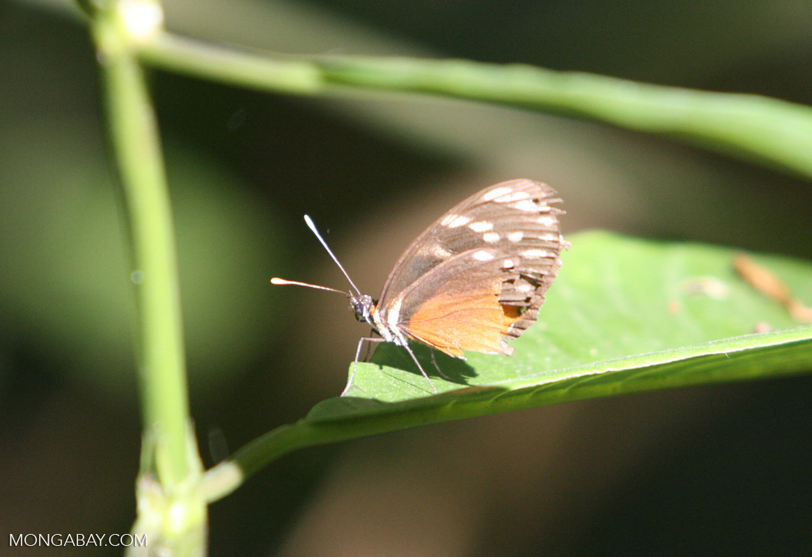dark-brown-and-orange-butterfly-with-blue-spots-costa-rica-4467