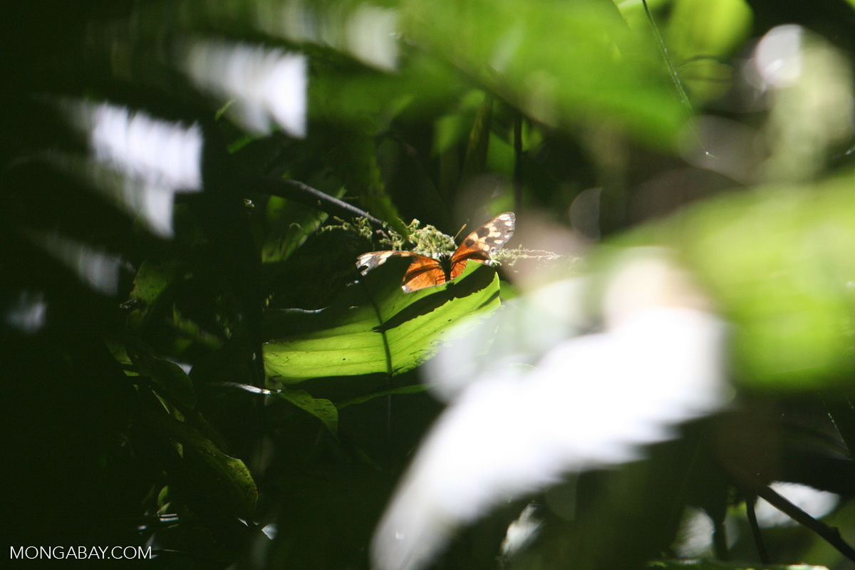 Isabella's Tiger (Eueides isabella) in the Costa Rican jungle