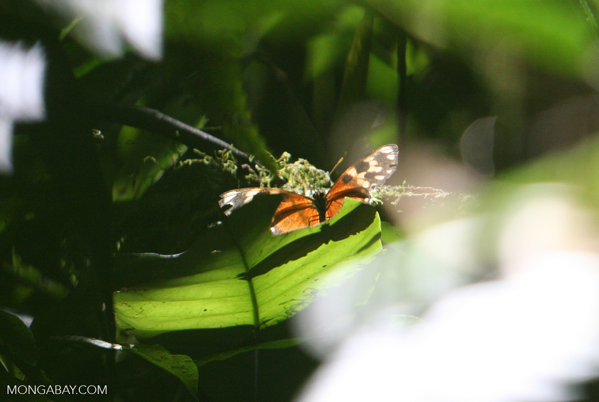 Isabella's Tiger (Eueides isabella) in the Costa Rican rain forest