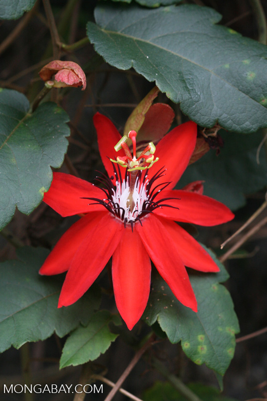 Red passion flower [costa_rica_4574]