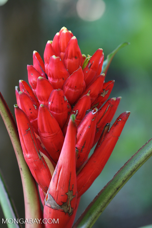 Red bromeliad flower