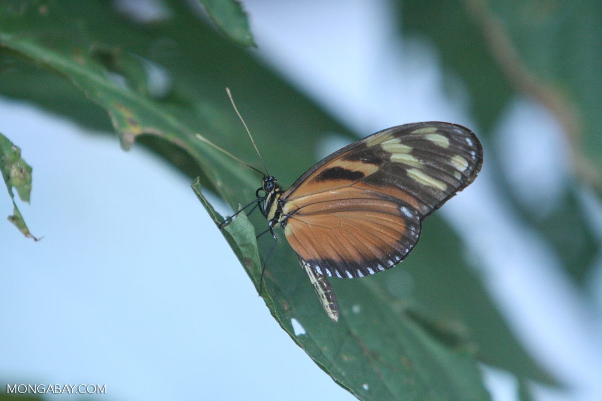 Isabella's Tiger (Eueides isabella) in the Costa Rican forest