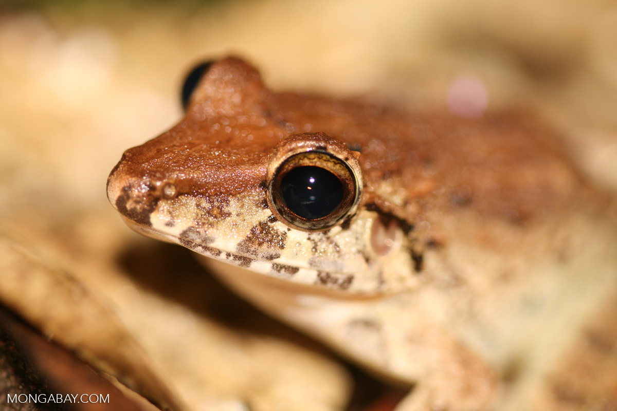 Brown frog [costa_rica_5536]