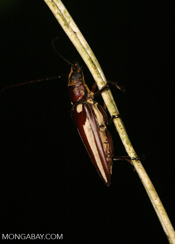 Brownishred Longhorned Beetle (family Cerambycidae, subfamily