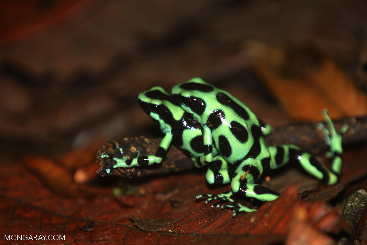 Greenandblack poison dart frogs fighting [costa_rica_la_selva_0997]