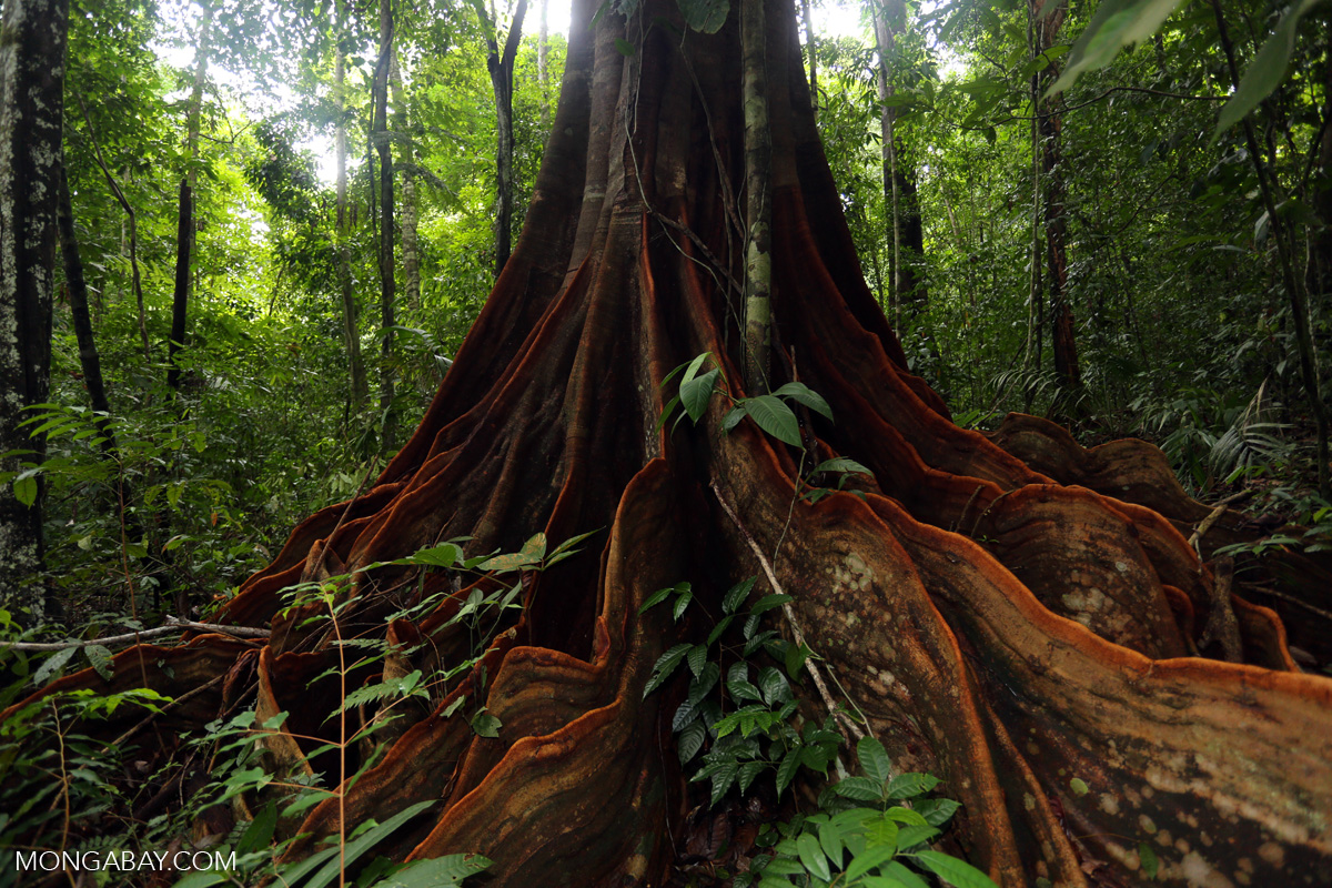 Osa rainforest tree [costa_rica_osa_0078]