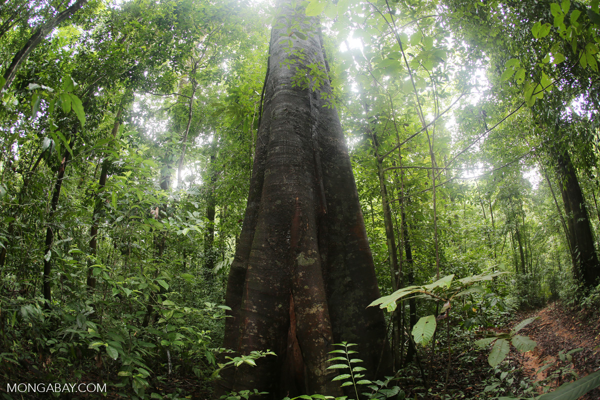 Rainforest tree [costa_rica_osa_0167]