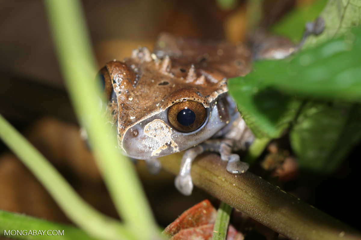 Crowned tree frog (Anotheca spinosa) [costa_rica_siquirres_0204]