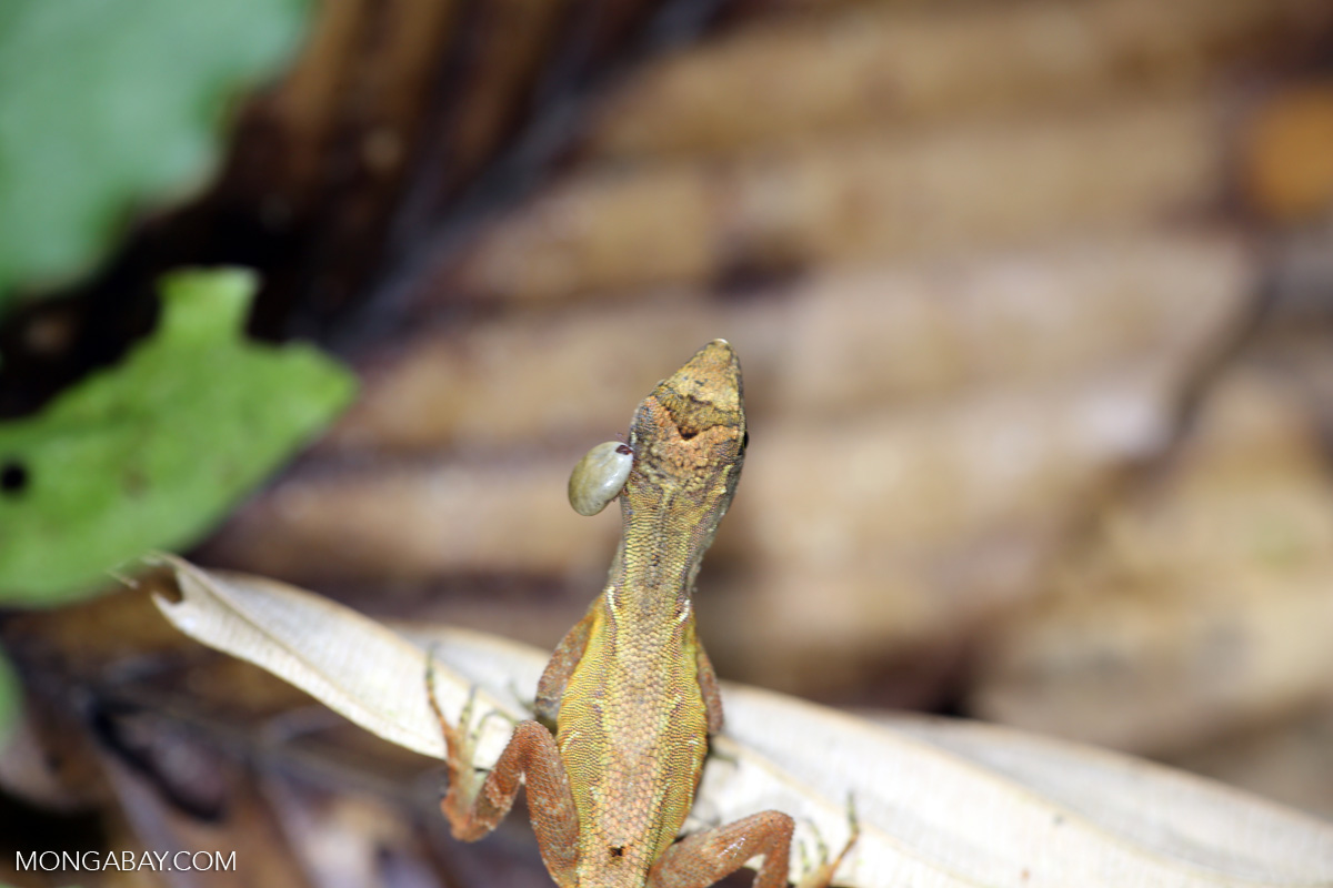 Anole with a bloodsucking tick on its neck [costa_rica_siquirres_0272]