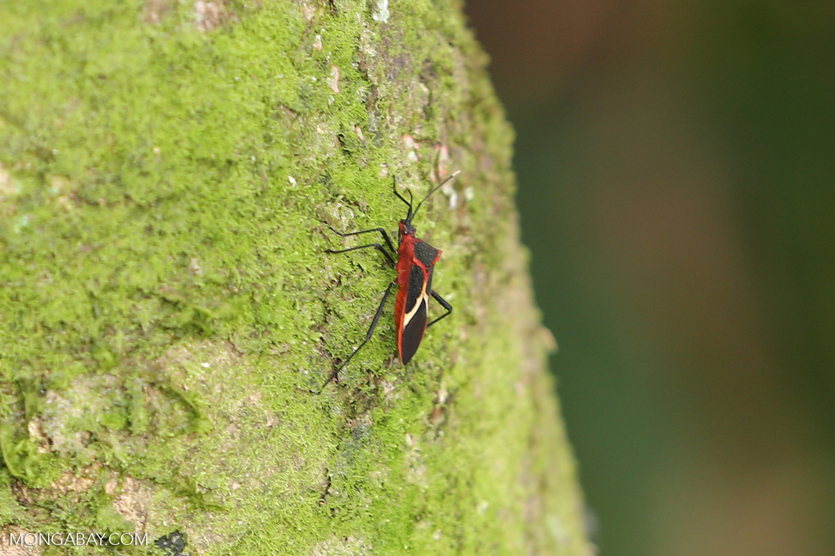 Bug [costa_rica_siquirres_0778]