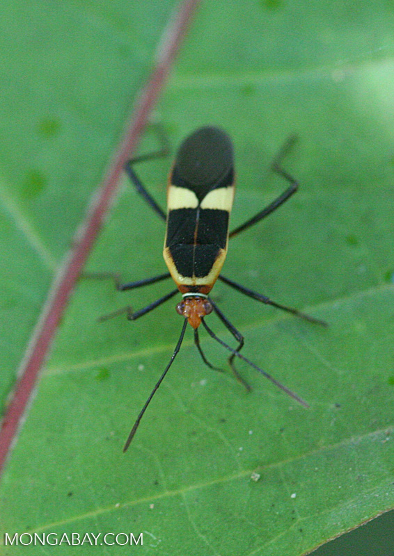 Black, red, and yellow insect [cr_3970]