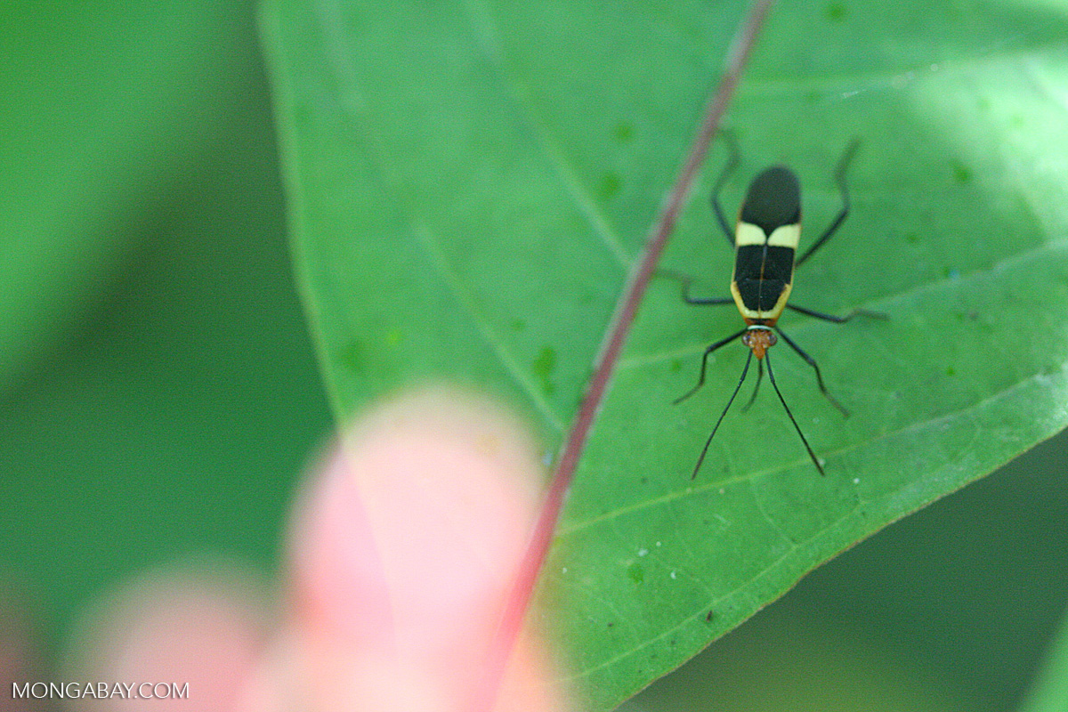 Black, red, and yellow insect [cr_3971]