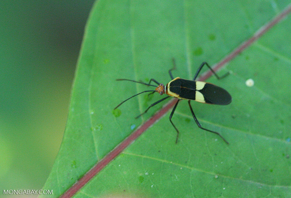 Black, red, and yellow insect [cr_3972]