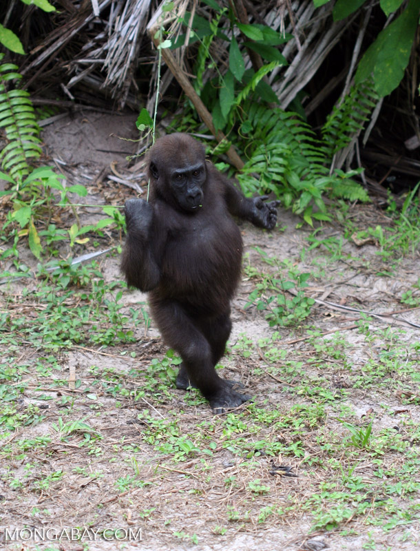 Dancing gorilla