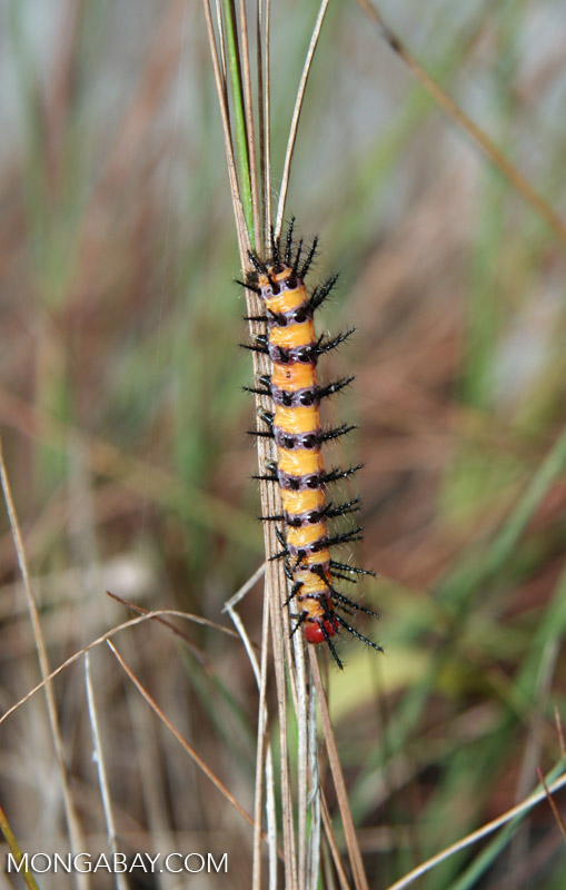 Yellow caterpillar with black spines and a red head