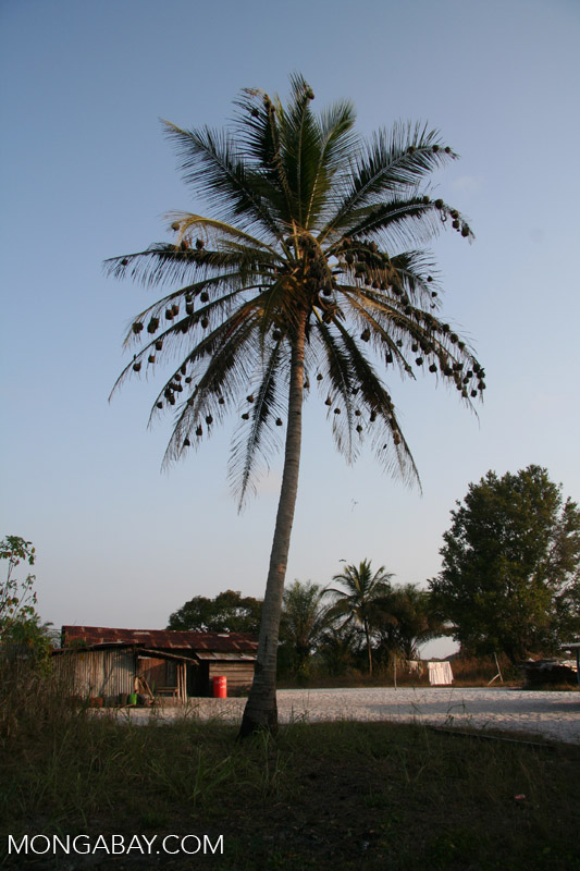 Weaver bird nests in a palm tree