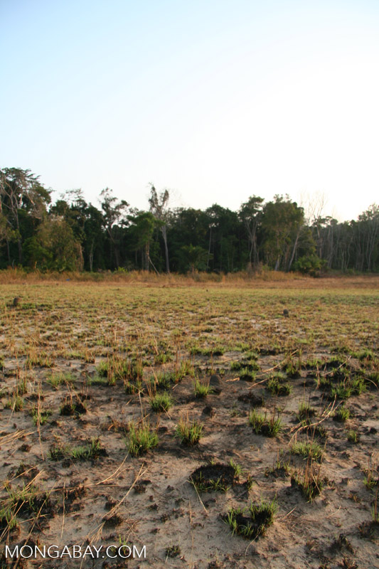 Savanna that has been recently burned for game hunting purposes