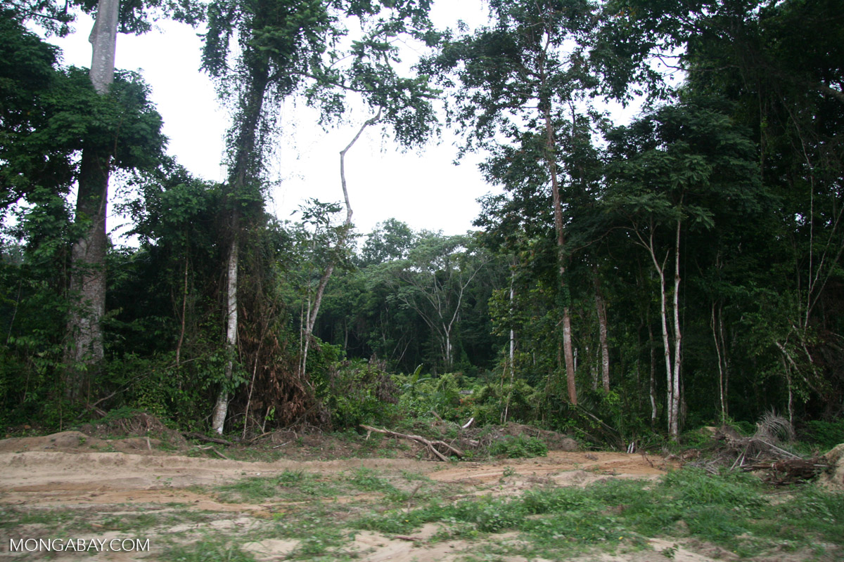 Forest gap created by logging