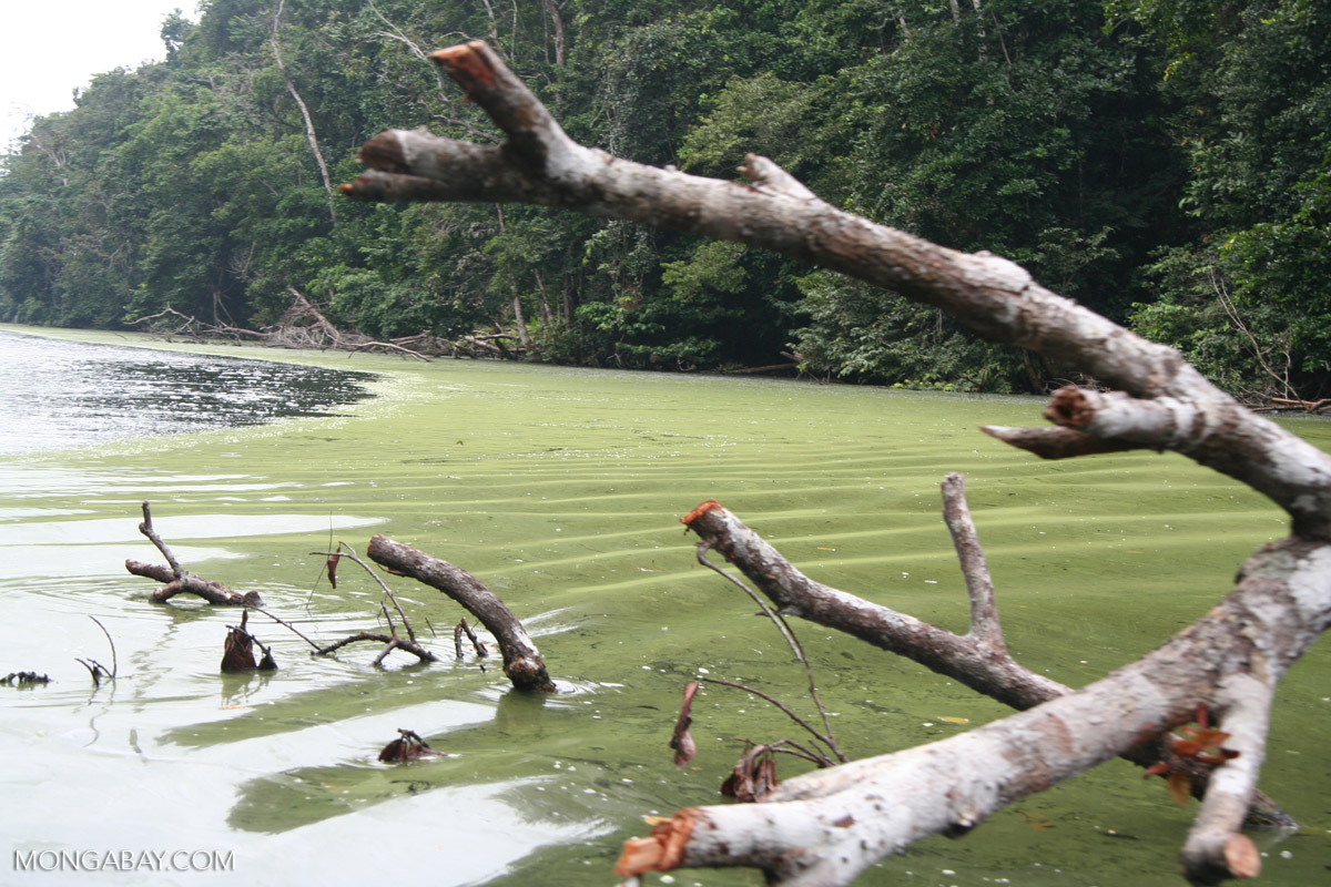 Ripples of pollencoated water