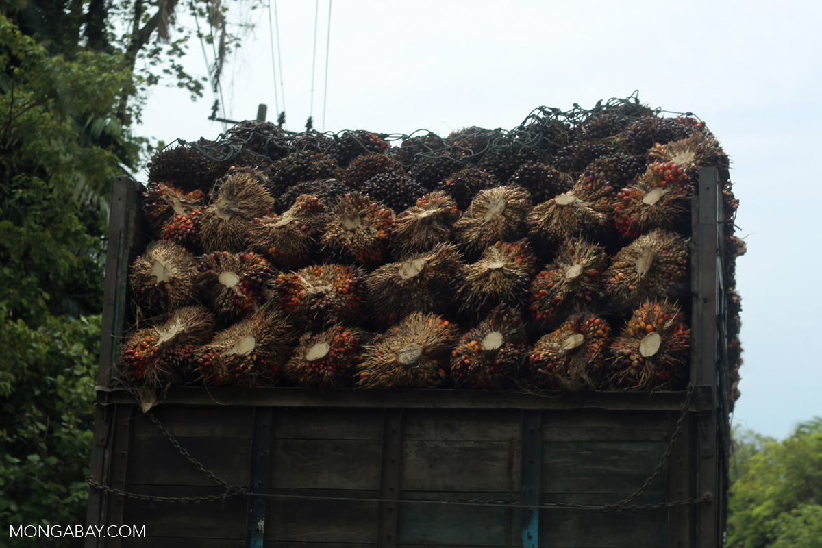 Lorry carrying fresh fruit bunches