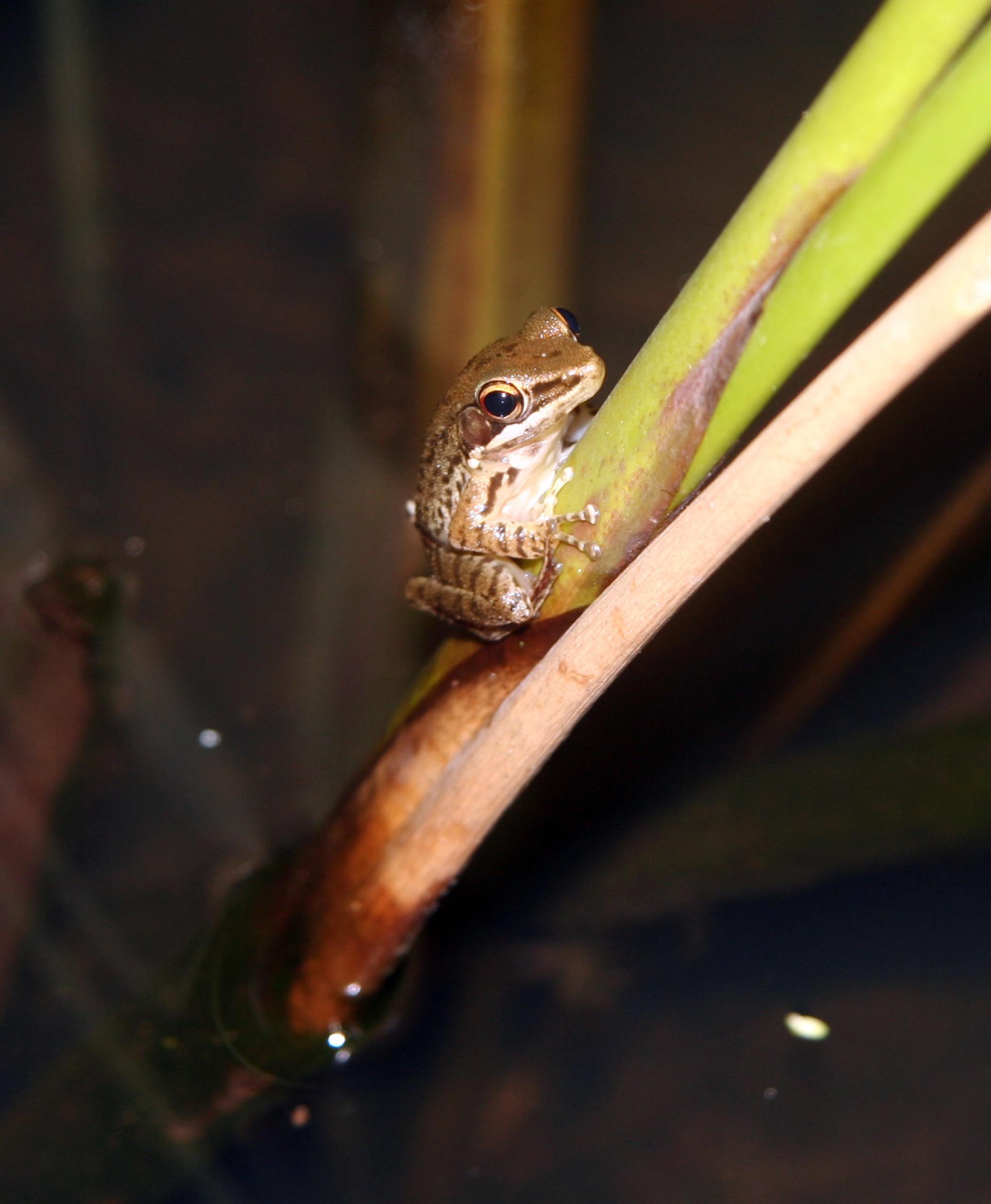Brown frog on stem in Ubud (Ubud, Bali)