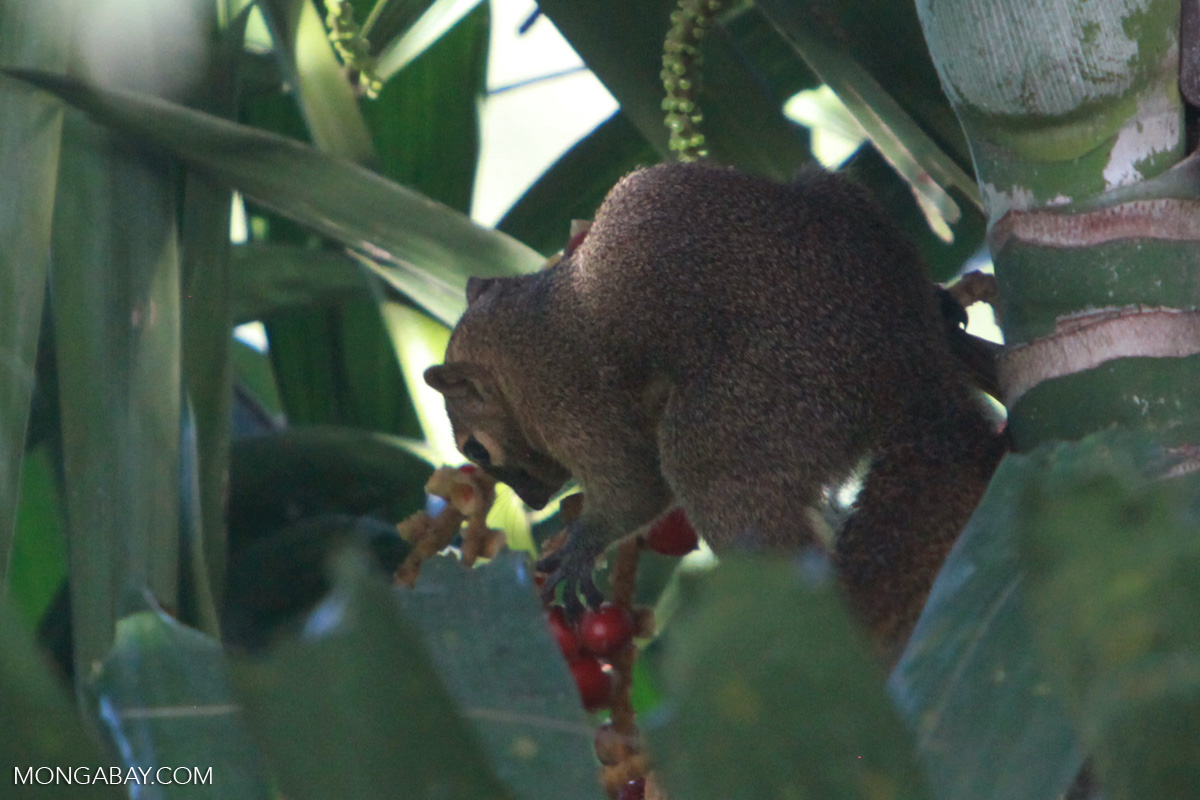Squirrel feeding on palm fruits