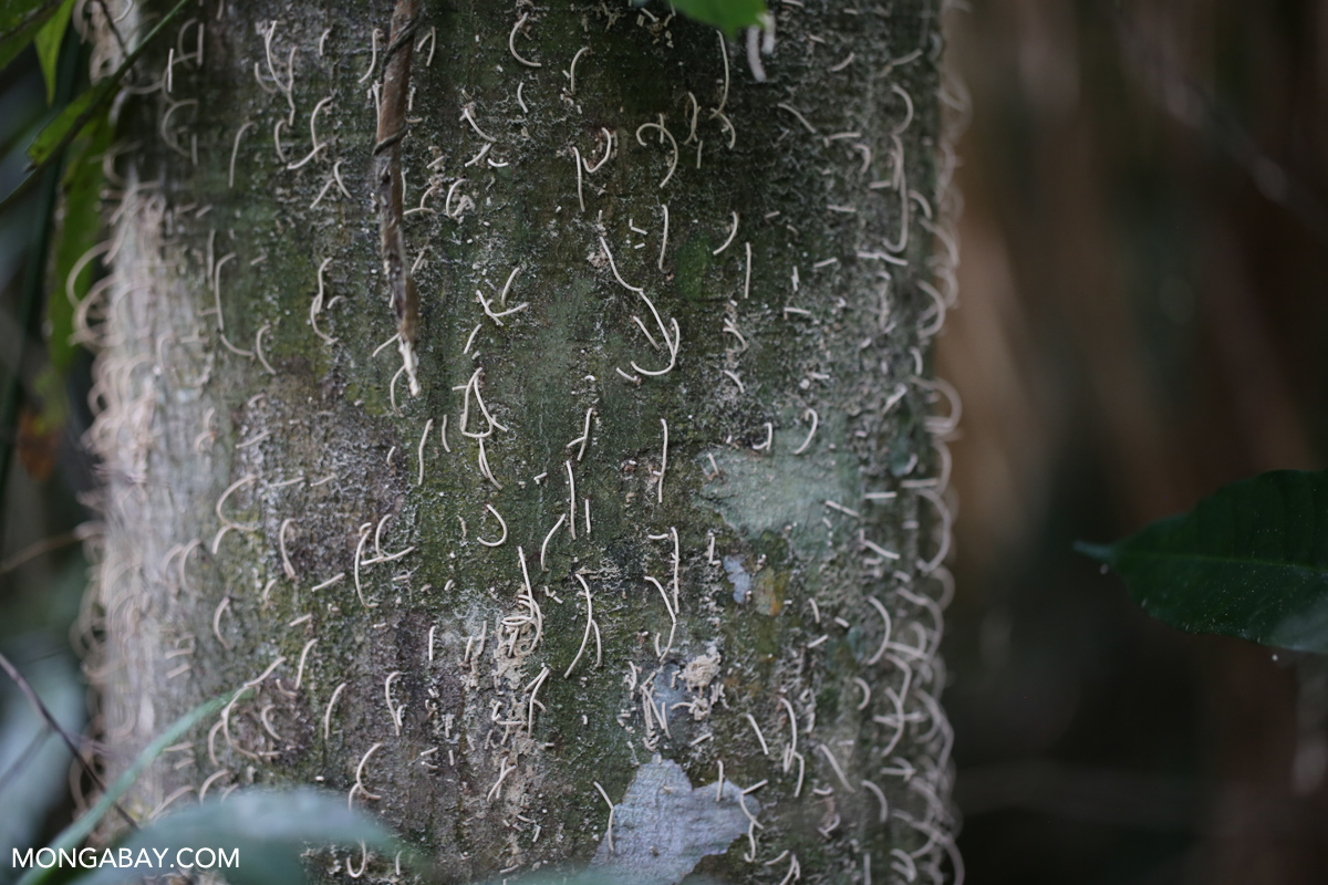 Wormlike structures on a tree trunk