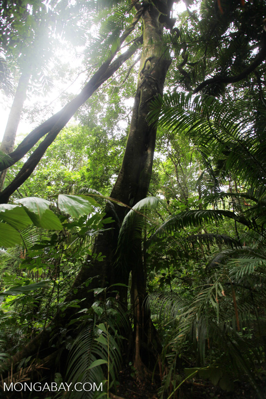 Lowland forest in Java's Ujung Kulon NP