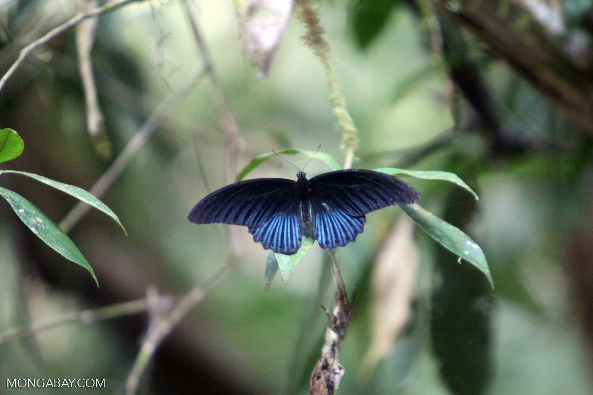 Blue butterfly