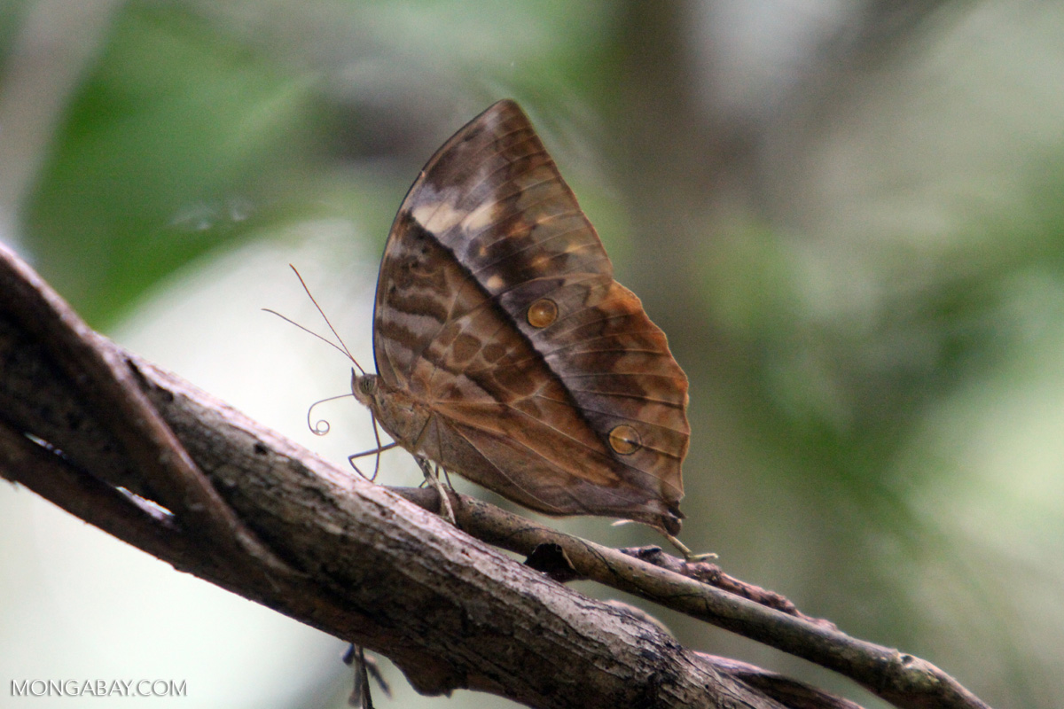 Camouflaged butterfly