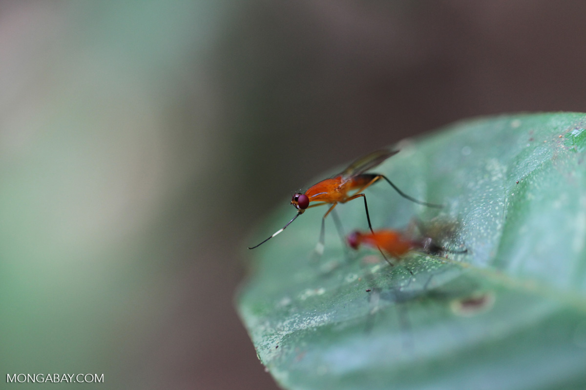 Orange flies with purple eyes [kalbar_1538]