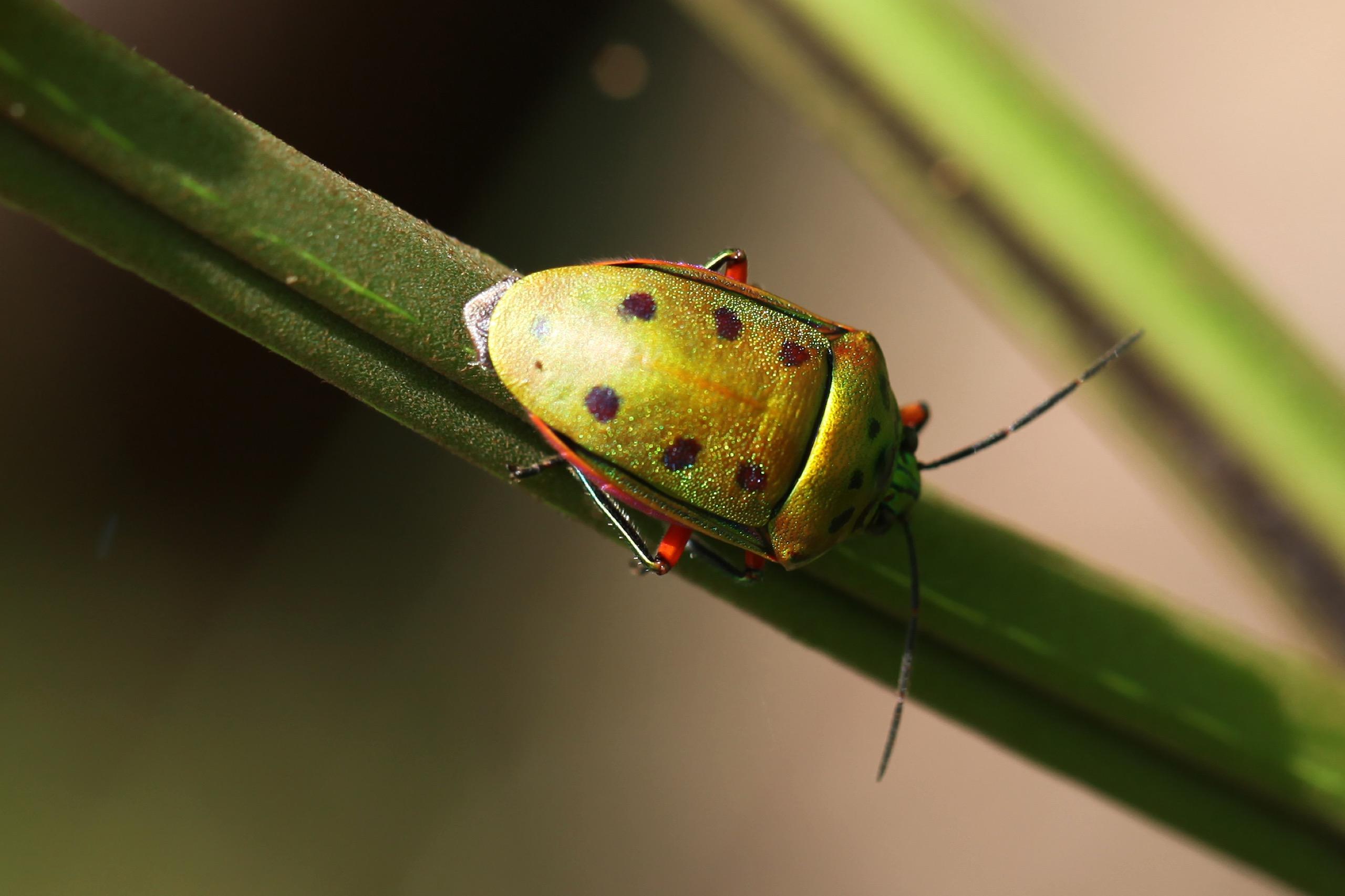 Green and orange beetle with six spots [kalbar_2164]