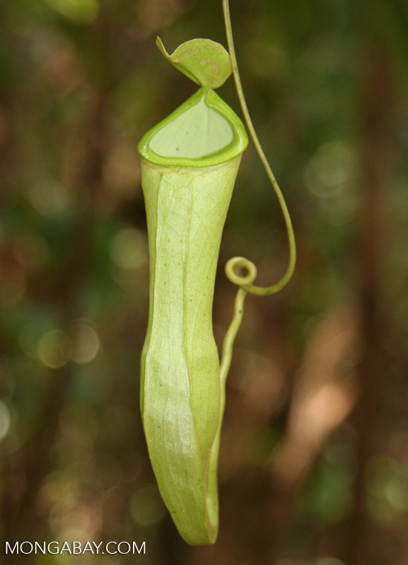 Nepenthes reinwardtiana pitcher plant in Borneo rainforest (Kalimantan,  Borneo - Indonesian Borneo)
