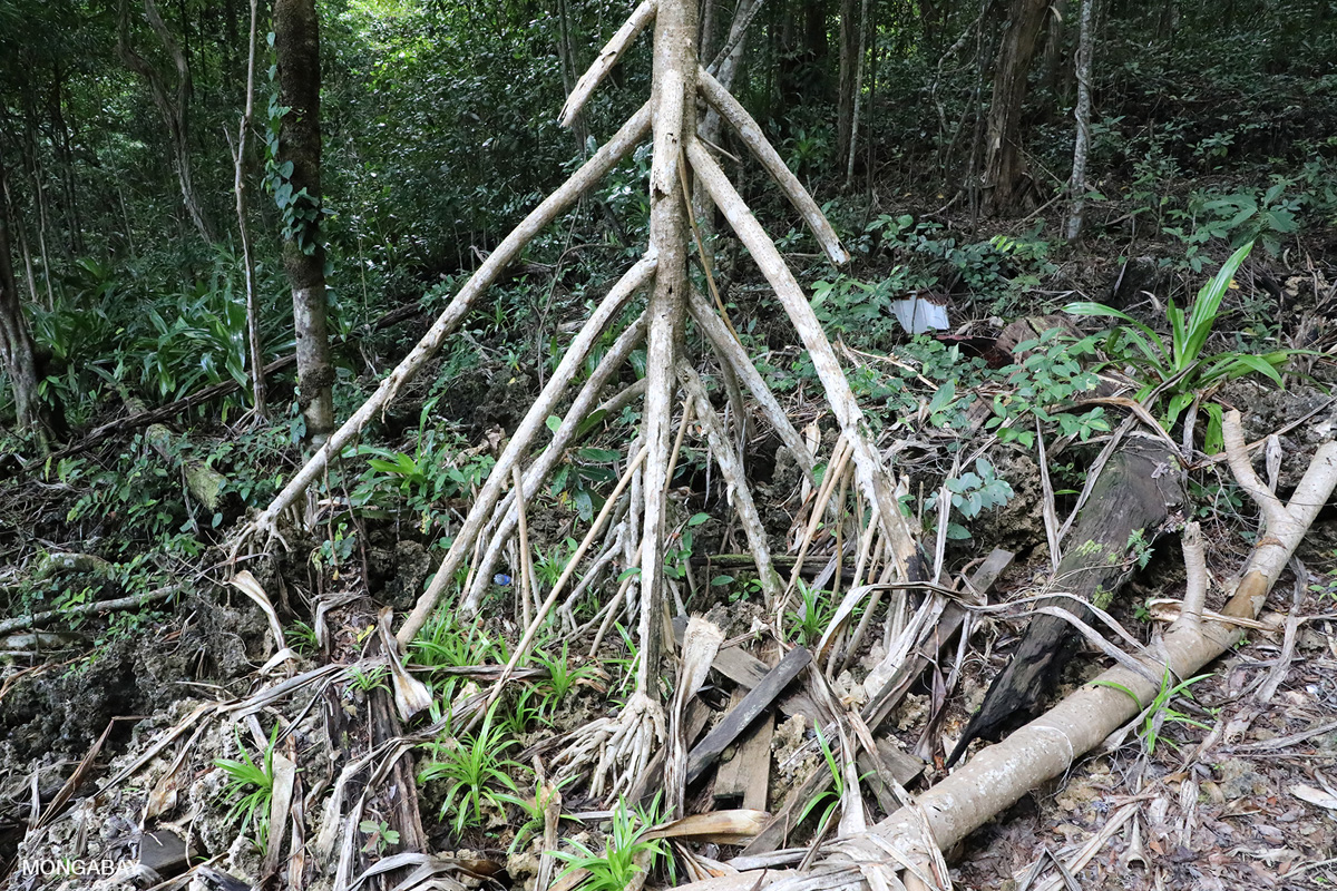 Stilt roots of the Bakung tree on Kakaban island