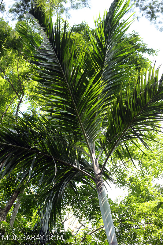 Palm tree