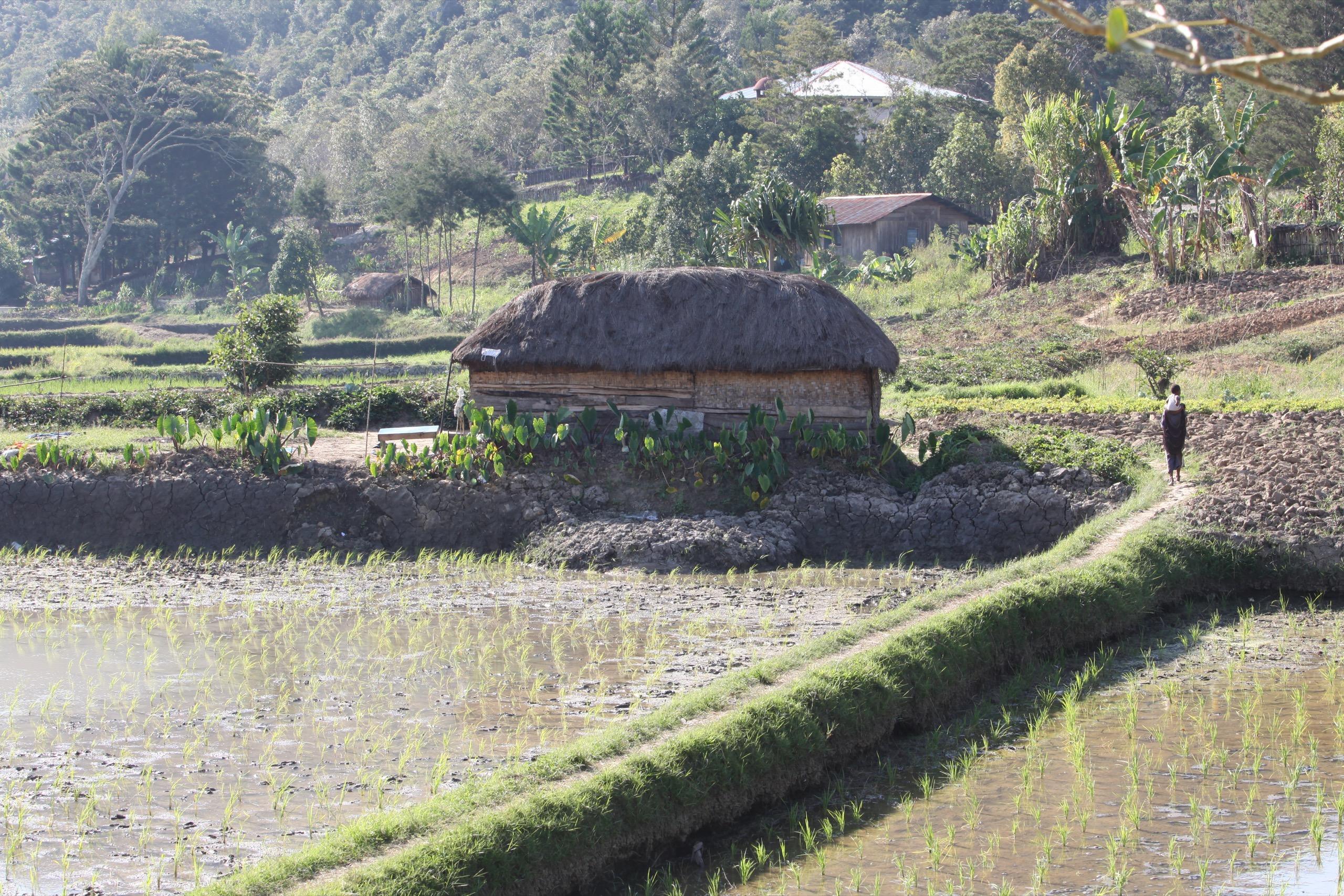 Rice fields and a traditional hut in the highlands of New Guinea