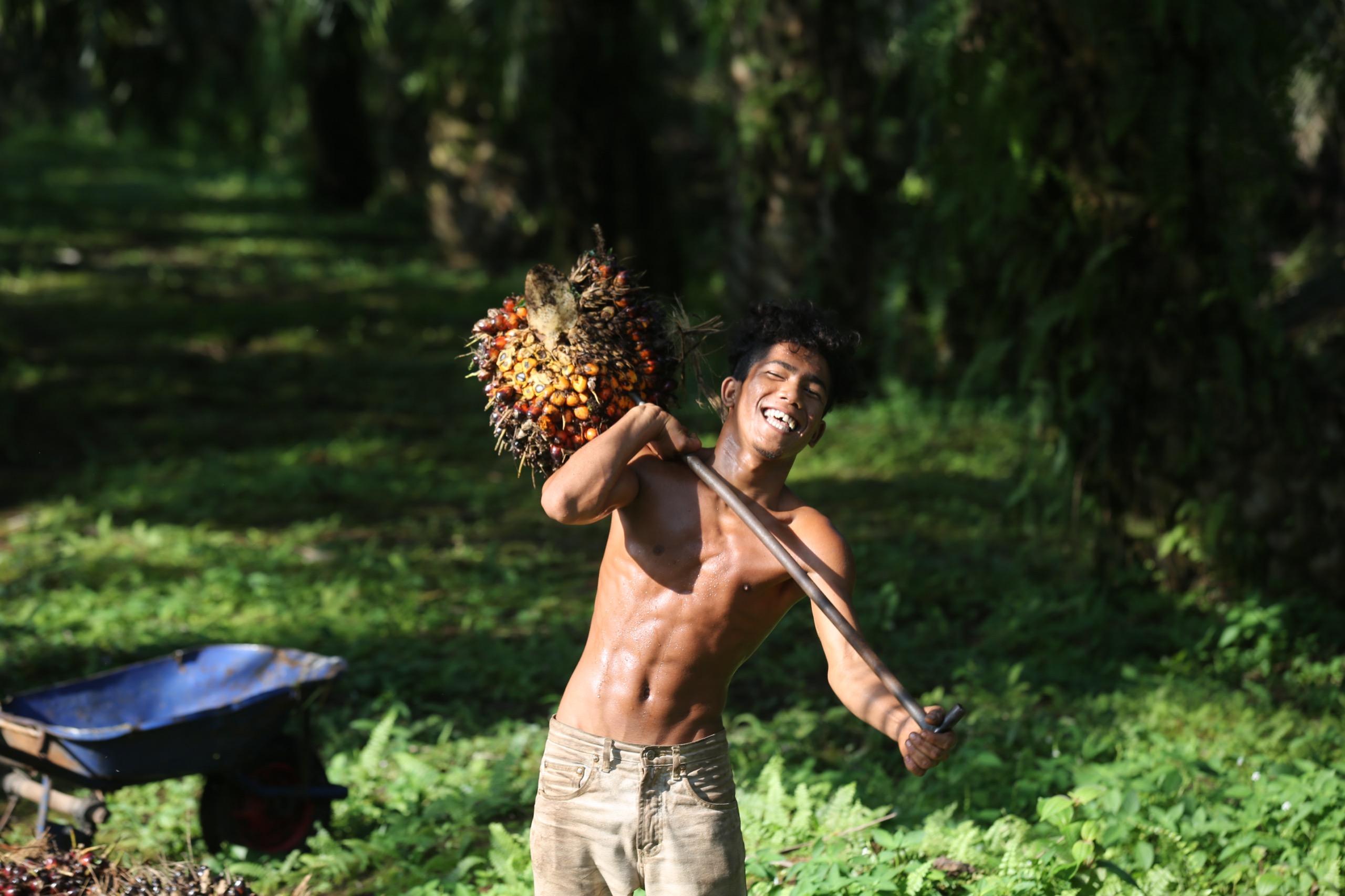 Worker harvesting palm oil fruit